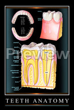 Load image into Gallery viewer, Teeth Anatomy Wall Chart