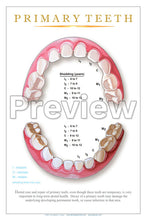 Load image into Gallery viewer, Primary Teeth Wall Chart