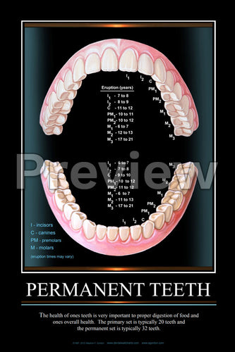 Permanent Teeth Wall Chart