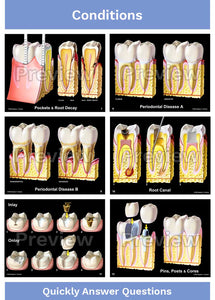 Hygienist-Patient Consultation Illustrations